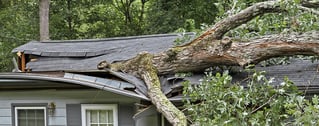 Will My NH Homeowners Insurance Pay if a Tree Falls in My